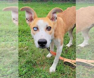 Scottish Collisky Dogs for adoption in Silver Spring, MD, USA