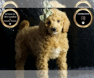 Medium Cavapoo