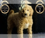 Puppy Caymun F1B Cavapoo