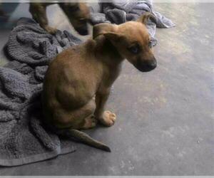 German Shepherd Dog-Unknown Mix Dogs for adoption in Tallahassee, FL, USA