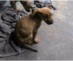 Small German Shepherd Dog Mix