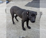 Small #9 American Pit Bull Terrier-German Shepherd Dog Mix
