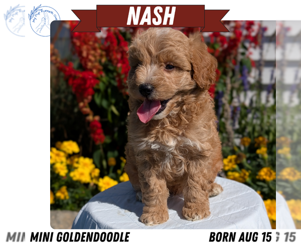 Medium Photo #12 Goldendoodle (Miniature) Puppy For Sale in GOSHEN, IN, USA