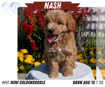 Small #11 Goldendoodle (Miniature)