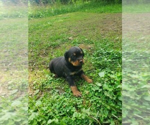 Rottweiler Puppy for Sale in ROCKY MOUNT, Virginia USA