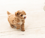 Small #10 Poodle (Miniature)