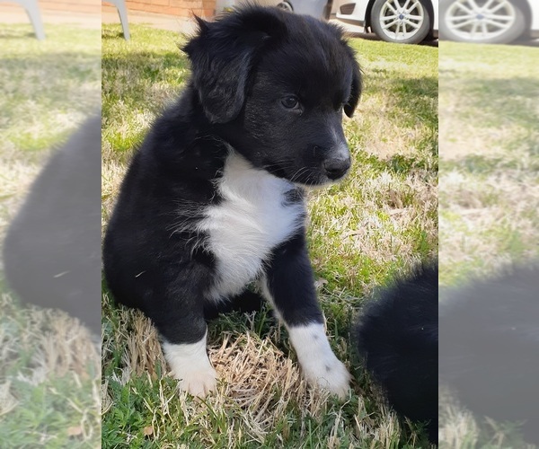 Medium Photo #1 Australian Shepherd Puppy For Sale in WICHITA FALLS, TX, USA