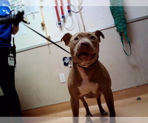 Mutt Dogs for adoption in Martinez, CA, USA