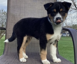 Medium Australian Cattle Dog-Border Collie Mix