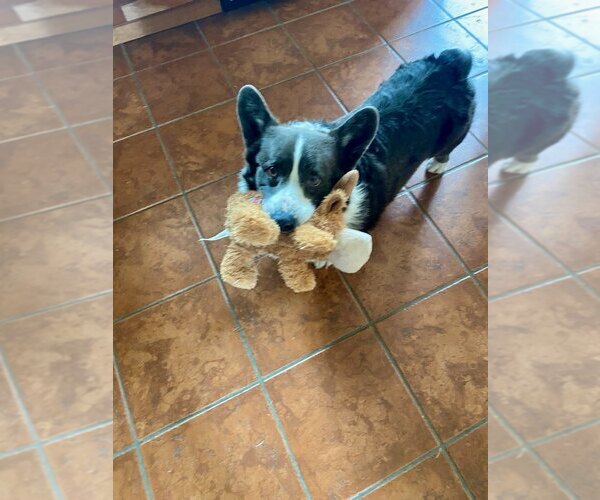 Medium Photo #3 Mutt Puppy For Sale in Denver , CO, USA