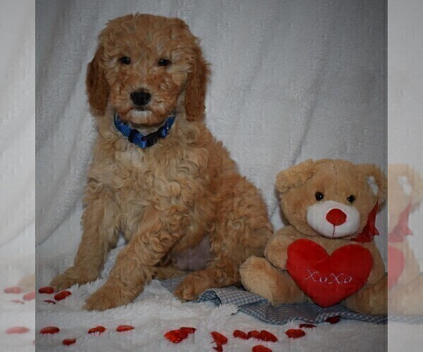 Medium Photo #2 Goldendoodle-Poodle (Miniature) Mix Puppy For Sale in KINZERS, PA, USA