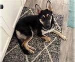 Small #1 Siberian Husky Mix