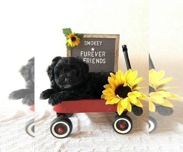 Medium Photo #4 Aussiedoodle Miniature  Puppy For Sale in BLOOMFIELD, IN, USA