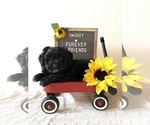 Small Photo #4 Aussiedoodle Miniature  Puppy For Sale in BLOOMFIELD, IN, USA