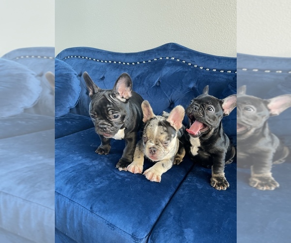Medium Photo #40 French Bulldog Puppy For Sale in CARY, NC, USA