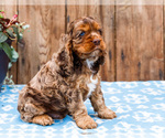 Small Photo #45 Cocker Spaniel Puppy For Sale in WAKARUSA, IN, USA