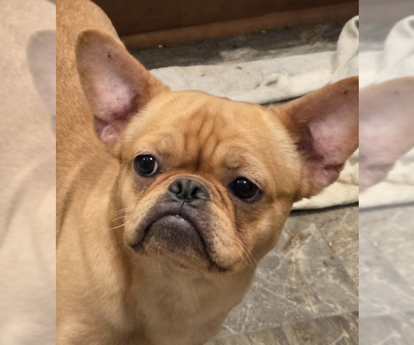 Medium Photo #2 Chihuahua-Unknown Mix Puppy For Sale in Decatur, GA, USA