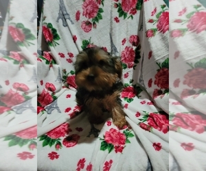 Yorkshire Terrier Puppy for Sale in SAN ANTONIO, Texas USA