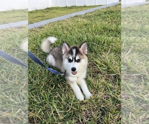 Pomsky Puppy for sale in HAINES CITY, FL, USA
