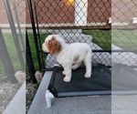 Small Photo #20 Poodle (Standard) Puppy For Sale in MOORES HILL, IN, USA