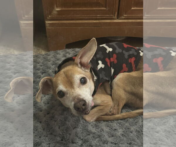 Medium Photo #2 Chihuahua Puppy For Sale in Apple Valley, CA, USA