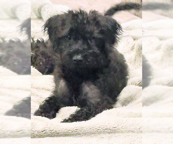 Medium Photo #1 Irish Wolfhound-Poodle (Miniature) Mix Puppy For Sale in Oakland Park, FL, USA