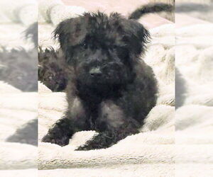 Medium Irish Wolfhound-Poodle (Miniature) Mix