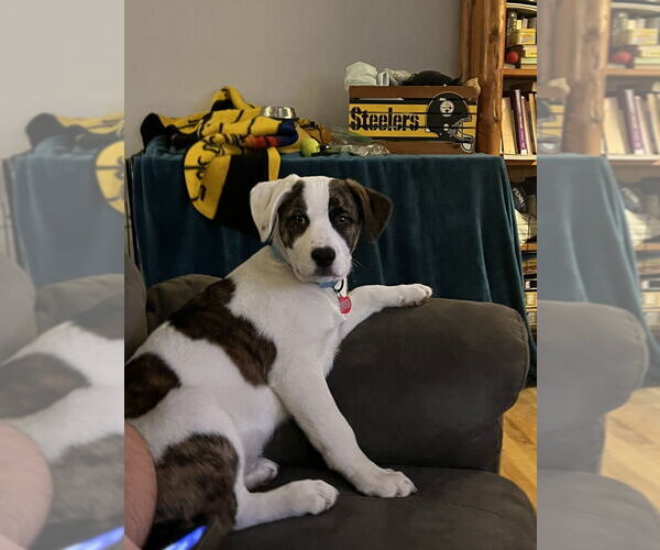 Medium Photo #4 Mutt Puppy For Sale in Springdale, PA, USA