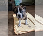 Puppy Zeus American Bully-Boxer Mix