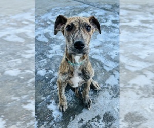 Great Dane Puppy for sale in GILLETT, PA, USA