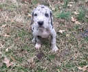 Small Photo #1 Great Dane Puppy For Sale in DECATUR, AL, USA