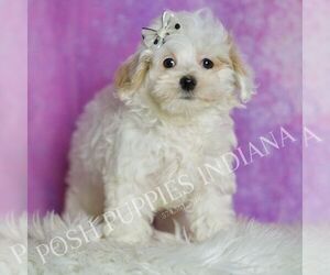 Medium Maltipoo (Miniature)