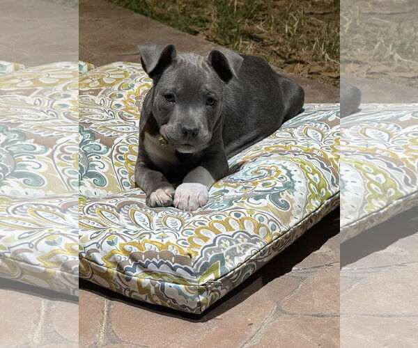 Medium Photo #2 Mutt Puppy For Sale in Rockaway, NJ, USA