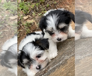 Biewer Terrier-Maltese Mix Puppy for sale in SOCIAL CIRCLE, GA, USA