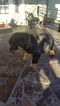 Small Photo #16 Rottweiler Puppy For Sale in RANCHO CORDOVA, CA, USA