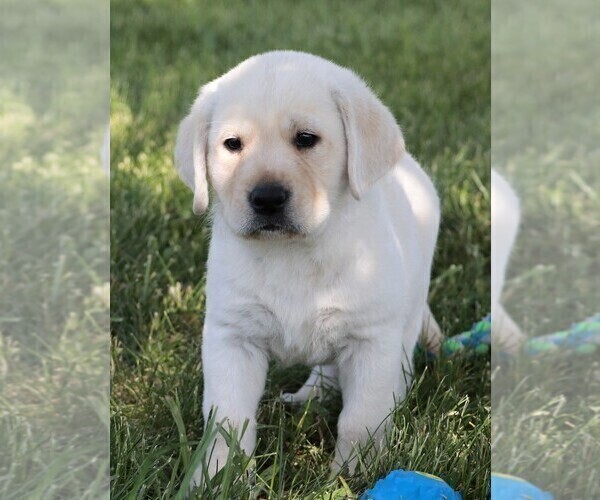 Medium Photo #36 Labrador Retriever Puppy For Sale in SYRACUSE, IN, USA