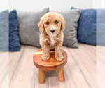 Small #1 Miniature Labradoodle