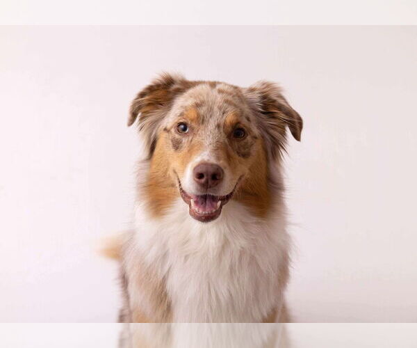 Medium Photo #9 Australian Shepherd Puppy For Sale in Oro Medonte, Ontario, Canada