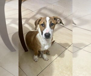 Jasper - Male Labrador Retriever Dog for Adoption - Photo #8