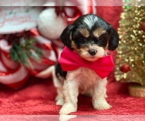 Cavapoo Puppy for sale in LANCASTER, PA, USA