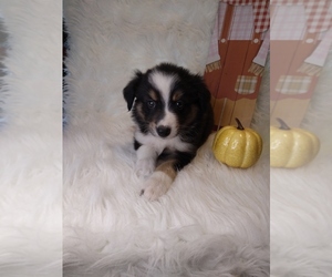 Australian Shepherd Puppy for sale in INDIANAPOLIS, IN, USA