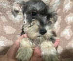 Image preview for Ad Listing. Nickname: fluff