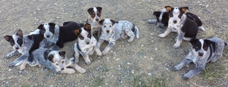 Texas Heeler Puppy for sale in WHEATLAND, CA, USA