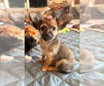 Small #1 Mutt