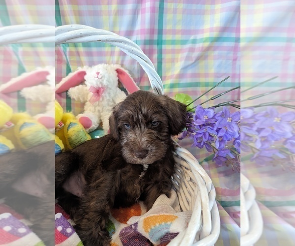 Medium Photo #1 Schnauzer (Miniature) Puppy For Sale in ATHENS, AL, USA