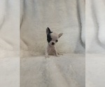 Small #1 Chihuahua