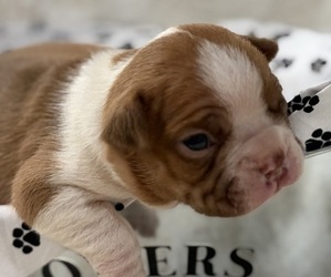 Boston Terrier Puppy for sale in HICKORY, NC, USA