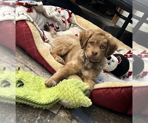 Shih-Poo Puppy for sale in SOUTH HAVEN, MI, USA