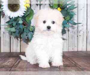 Maltipoo Puppy for sale in MOUNT VERNON, OH, USA