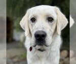 Small Photo #2 Labrador Retriever Puppy For Sale in San Diego, CA, USA